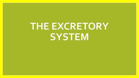 The excretory System.