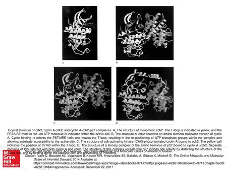 Crystal structure of cdk2, cyclin A-cdk2, and cyclin A-cdk2-p27 complexes. A, The structure of monomeric cdk2. The T-loop is indicated in yellow, and the.