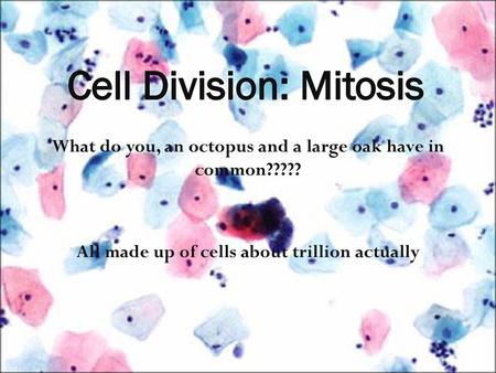 Cell Division: Mitosis