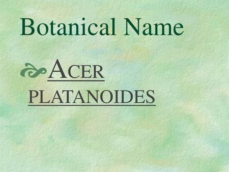 Botanical Name ACER PLATANOIDES.