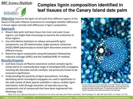 BRC Science Highlight Complex lignin composition identified in leaf tissues of the Canary Island date palm Objective Examine the lignin of cell walls from.