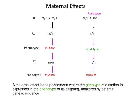 Maternal Effects m/+  x  m/+ m/m wild-type Rare case m/+  x  m/+ m/m P0 F1