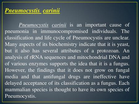Pneumocystis carinii Pneumocystis carinii is an important cause of pneumonia in immunocompromised individuals. The classification and life cycle of Pneumocystis.