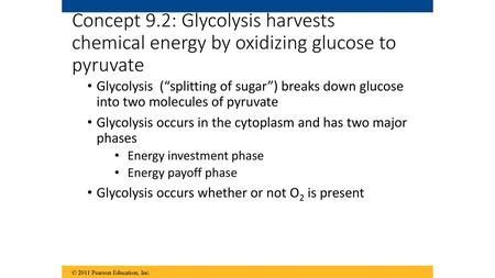 Concept 9.2: Glycolysis harvests chemical energy by oxidizing glucose to pyruvate Glycolysis (“splitting of sugar”) breaks down glucose into two molecules.