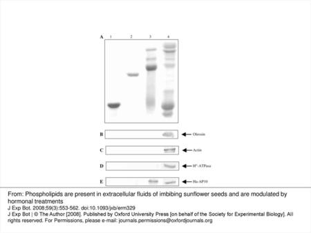 Fig. 1. Comparative protein electrophoretic profiles and immunodetection analysis of extracellular washing fluid (EWF) and seed extract (SE) fractions.