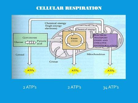 CELLULAR RESPIRATION 2 ATP’s  2 ATP’s 34 ATP’s.