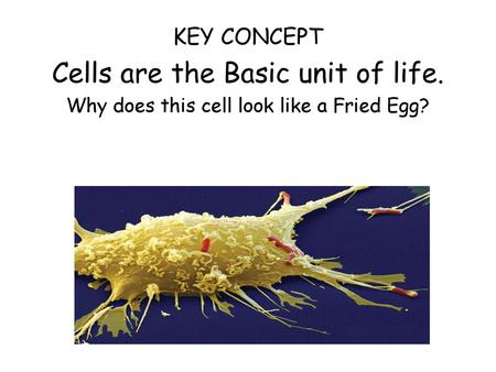 Cells are the Basic unit of life.