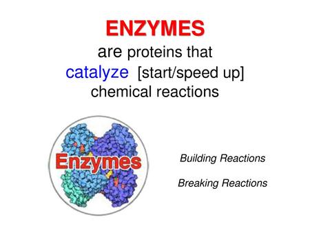 ENZYMES are proteins that catalyze [start/speed up] chemical reactions