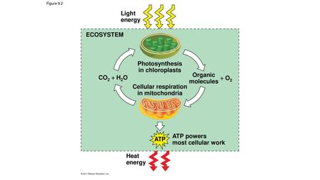 Photosynthesis in chloroplasts Cellular respiration in mitochondria