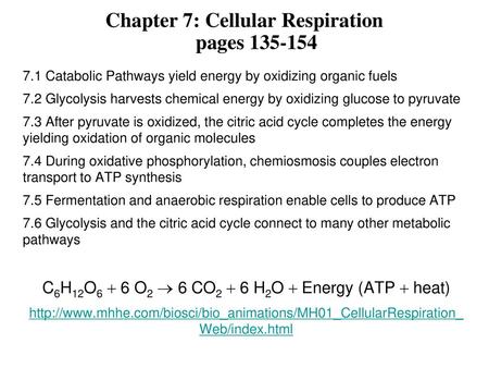 Chapter 7: Cellular Respiration pages