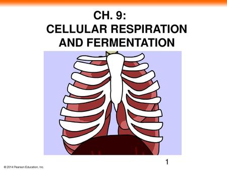 CH. 9: CELLULAR RESPIRATION AND FERMENTATION