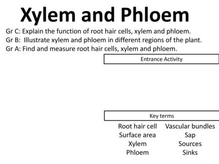 Xylem and Phloem Gr C: Explain the function of root hair cells, xylem and phloem. Gr B: Illustrate xylem and phloem in different regions of the plant.