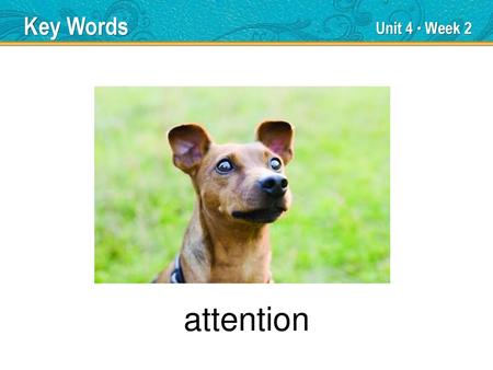 Key Words Unit 4 ● Week 2 attention.