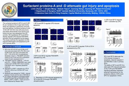 Surfactant proteins-A and -D attenuate gut injury and apoptosis