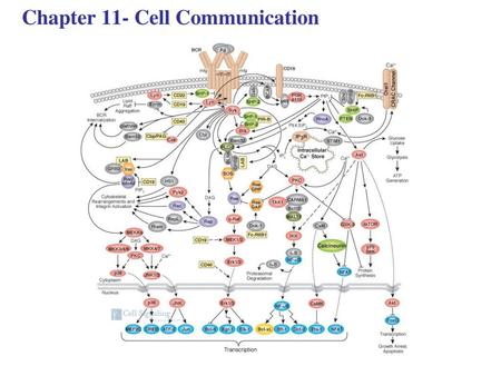 Chapter 11- Cell Communication