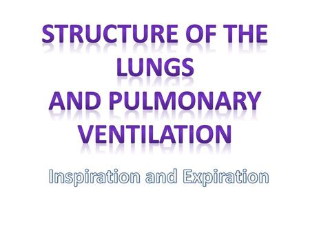 Structure of the lungs and Pulmonary Ventilation