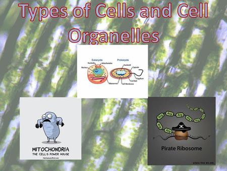 Types of Cells and Cell Organelles