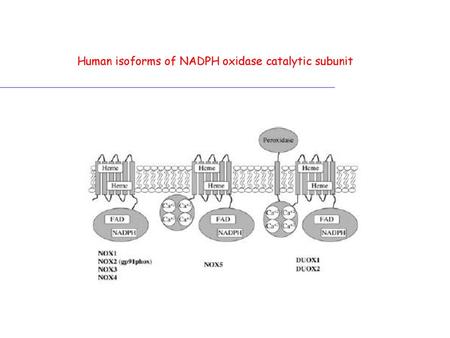 Human isoforms of NADPH oxidase catalytic subunit