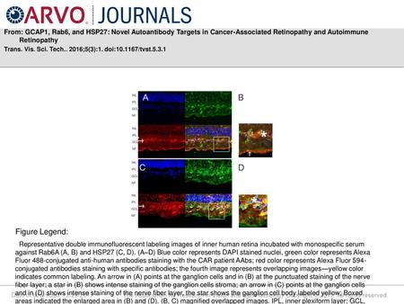 From: GCAP1, Rab6, and HSP27: Novel Autoantibody Targets in Cancer-Associated Retinopathy and Autoimmune Retinopathy Trans. Vis. Sci. Tech.. 2016;5(3):1.