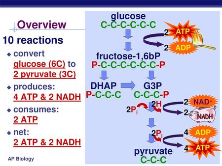 Overview 10 reactions glucose C-C-C-C-C-C fructose-1,6bP