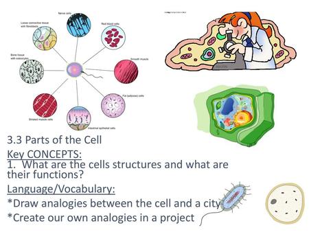 3.3 Parts of the Cell Key CONCEPTS: 1. What are the cells structures and what are their functions? Language/Vocabulary: *Draw analogies between the.