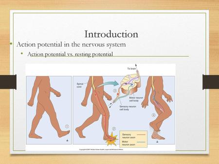 Introduction Action potential in the nervous system