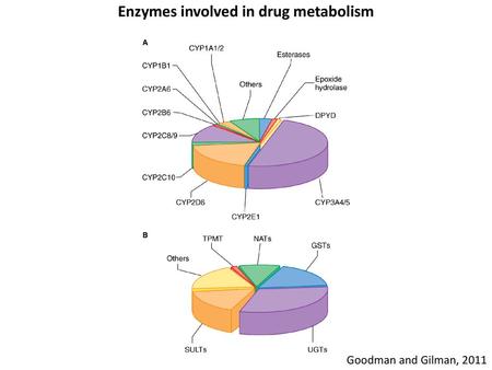 Enzymes involved in drug metabolism