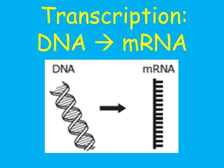 Transcription: DNA  mRNA