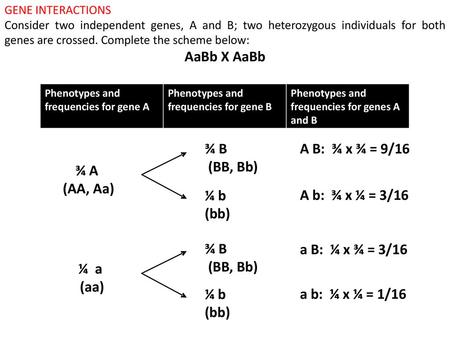 Gene Interactions Chapter 6 Part B Ppt Download