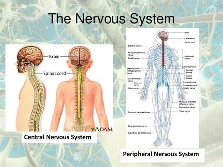 The Nervous System Peripheral Nervous System Central Nervous System.