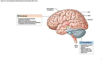 a Cerebrum b Cerebellum Left cerebral hemisphere Gyri Sulci