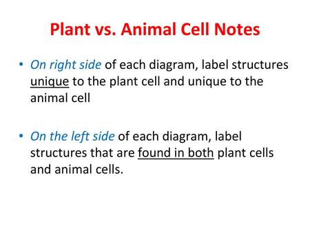 Plant vs. Animal Cell Notes