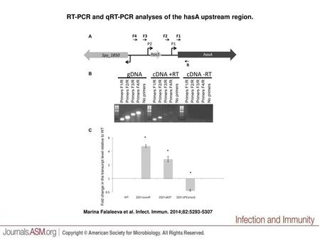 RT-PCR and qRT-PCR analyses of the hasA upstream region.