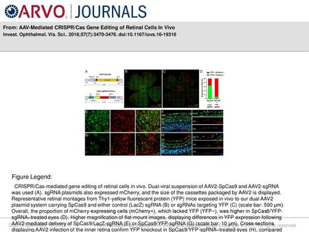 From: AAV-Mediated CRISPR/Cas Gene Editing of Retinal Cells In Vivo
