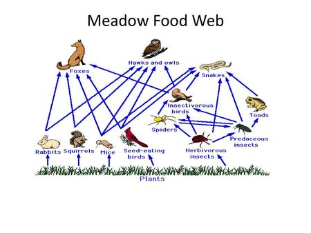 Meadow Food Web.