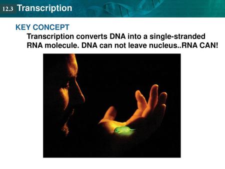 12.3 KEY CONCEPT Transcription converts DNA into a single-stranded RNA molecule. DNA can not leave nucleus..RNA CAN!