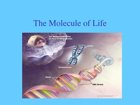The Molecule of Life.