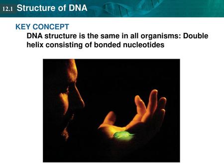 12.1 KEY CONCEPT DNA structure is the same in all organisms: Double helix consisting of bonded nucleotides.
