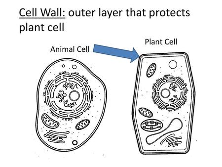 Cell Wall: outer layer that protects plant cell