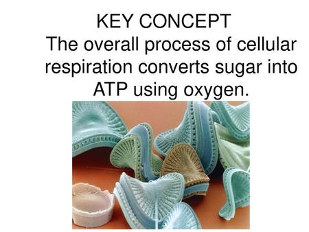 Cellular respiration makes ATP by breaking down sugars.
