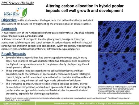 BRC Science Highlight Altering carbon allocation in hybrid poplar impacts cell wall growth and development Objective In this study we test the hypothesis.