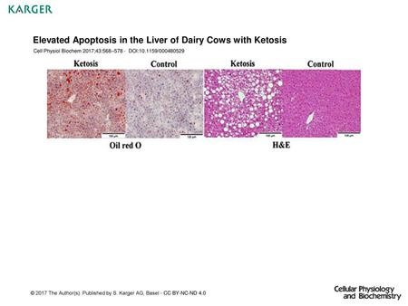 Elevated Apoptosis in the Liver of Dairy Cows with Ketosis