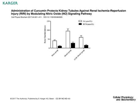 Administration of Curcumin Protects Kidney Tubules Against Renal Ischemia-Reperfusion Injury (RIRI) by Modulating Nitric Oxide (NO) Signaling Pathway Cell.