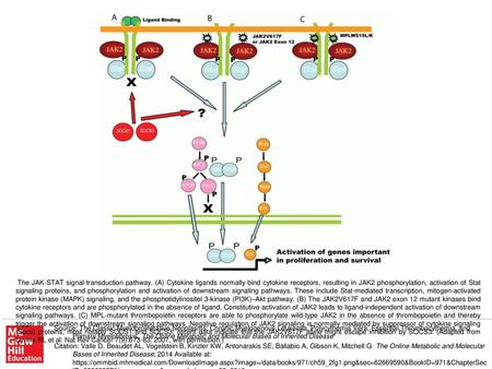 The JAK-STAT signal-transduction pathway