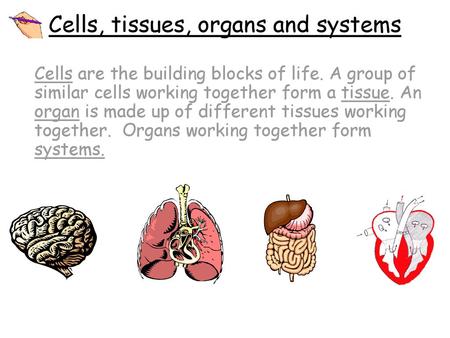 Cells, tissues, organs and systems