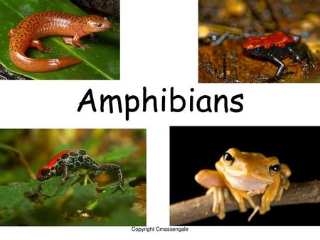 Amphibians Class Amphibia - ppt download