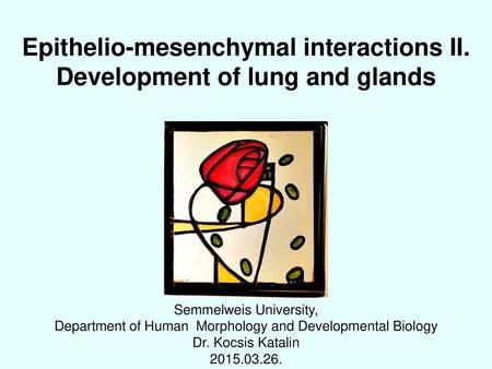 Epithelio-mesenchymal interactions II. Development of lung and glands