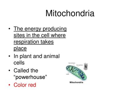 Mitochondria The energy producing sites in the cell where respiration takes place In plant and animal cells Called the “powerhouse” Color red.