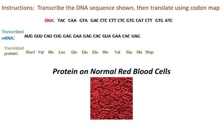 Protein on Normal Red Blood Cells