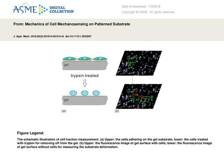 From: Mechanics of Cell Mechanosensing on Patterned Substrate